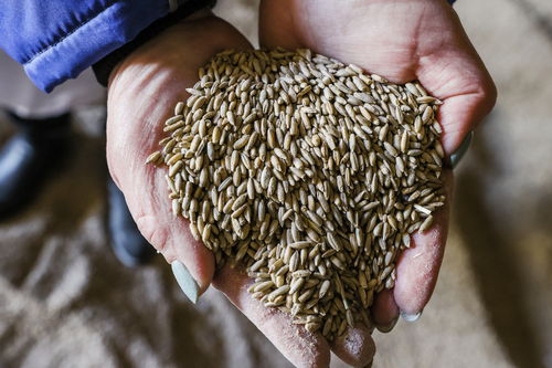 风暴中的谷仓 地缘动荡、气候危机与全球粮食安全的未来