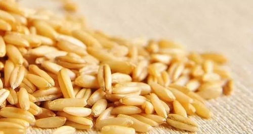 燕麦制品大排名，告诉您究竟谁才是降胆固醇谷物一把手