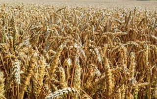 全谷物健康新食尚 如何聪明选购与科学食用